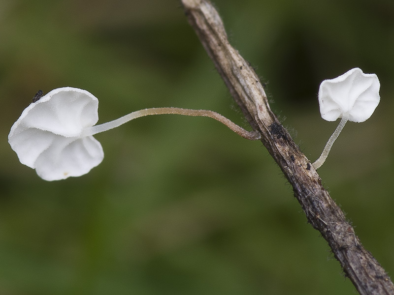 Marasmius favrei